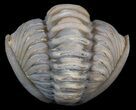 Enrolled Flexicalymene Trilobite - Ohio #45053-1